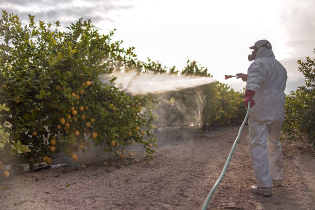 Best Best Pest Control Companies  in Elm Creek, TX