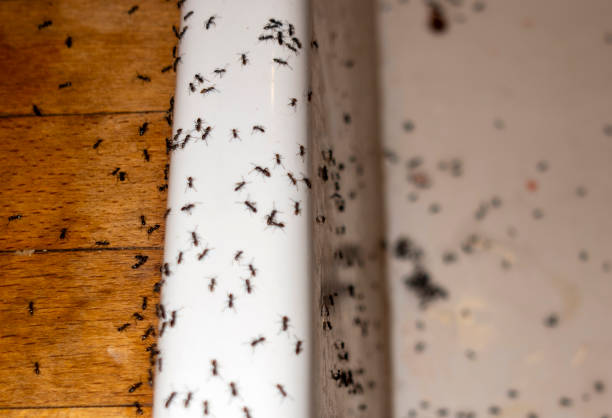 Best Emergency Pest Control  in Elm Creek, TX